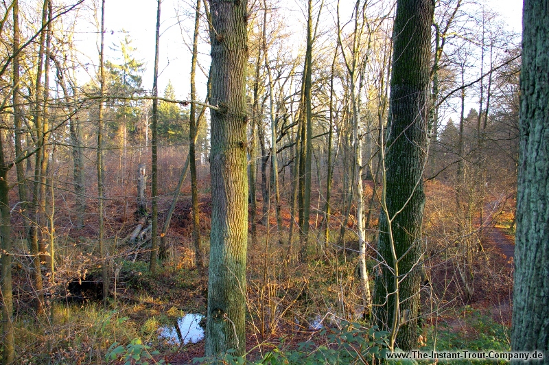Weiter zum nchsten Bild