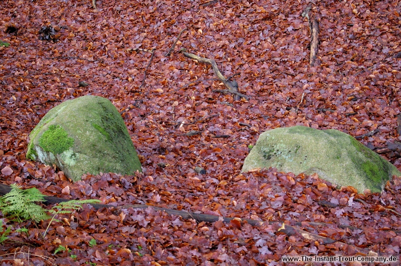 Weiter zum nchsten Bild