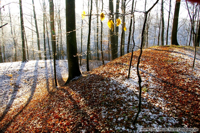 Weiter zum nchsten Bild