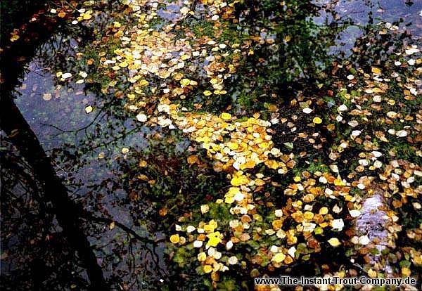 Weiter zum nchsten Bild